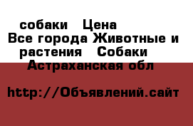 собаки › Цена ­ 2 500 - Все города Животные и растения » Собаки   . Астраханская обл.